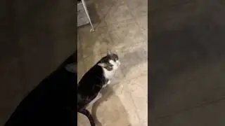 #tokyocat