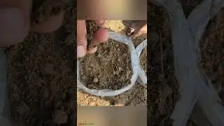 #GardeningGoals - Grow Your Own Carrots with an Inexpensive DIY Container Garden