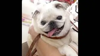 Bicho Pet Store: a melhor e mais completa de Porto Alegre