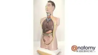 Budget Tall Paul Torso Anatomy Model by AnatomyWarehouse.com