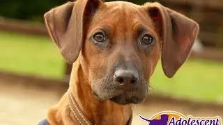 Milly - Rhodesian Ridgeback Puppy - 2 Week Residential Dog Training