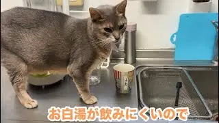 【アビシニアン】コップは飲みやすい場所に置いてねのサピにゃん   #cat