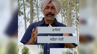 Safeda kheti baare gallan | Part 1 | #safeda #safedakheti