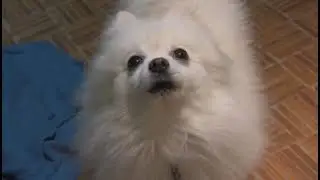 The New Dog Source (Reposted)
