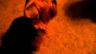 Flatband's Yorkies-Spencer and Wesley WINTER COATS #2