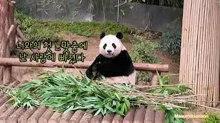 [바오패밀리 함께바오] Ep.01 너와의 첫 눈맞춤에 나는 사랑에 빠졌다🐼💛 엄마 아이바오와의 첫 만남 | Panda World