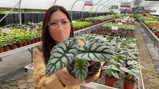 Plantita Journey Vlog #205 || Premium quality indoor plants you can purchase directly fr Agrikultura