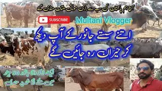 Aaj Multan Maveshi Mandi gay||Asia ki sb se bri mandi main Rates boht kum thy.