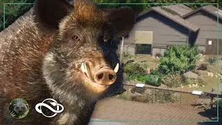 Building a WILD BOAR Enclosure in Oakwood Zoo! | Ep. 67 | Planet Zoo