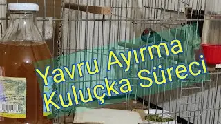 HİNT BÜLBÜLÜ YAVRU AYIRMA VE KULUÇKA.