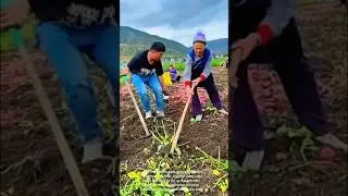 Harvesting potatoes: people using hand tools to dig up potatoes in field