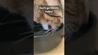 Here's your daily reminder to drink your water #catsofyoutube #cat #heatwave #heatwavealert