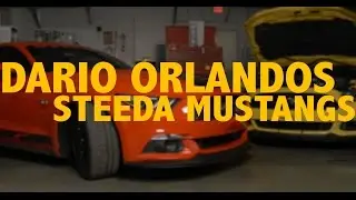 Dario Orlando's Steeda Mustangs