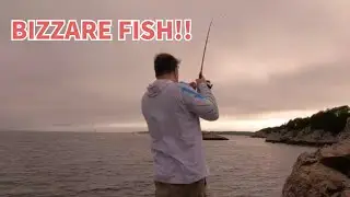 Hot Summer Mixed bag: Flounder,  Cunner and a Puffy Surprise!