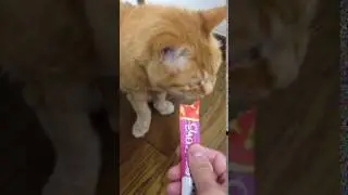 Miu churu