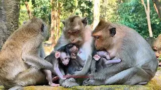 Absolutely all mommy observation to babies monkey | BBC Natural Animals