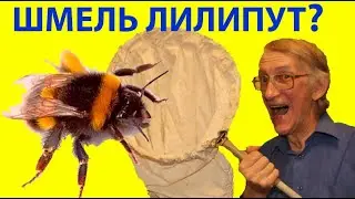 Шмель Лилипут и Пчела: Кто Крупнее? Откуда Микро Шмелик?
