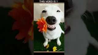 THIS VIDEO IS 1 SECONDS  LONG #funny#comedy#lol#lmao#memes#humor#hilarious#funnyvideo#funnyshorts