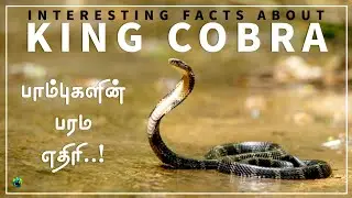 King cobra | World's longest venomous snake | Tamil | King cobra facts | BioWorld | BW