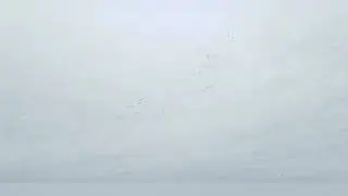 Did a first goose Hunt did not get anything 