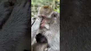 Monkey relaxing #monkey #cute #wildlife #animals #funny