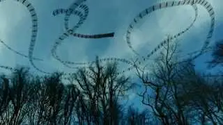 Tracking Bird Flight Patterns