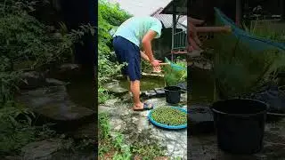 budidaya azzola #berkebun #gogreen #azollafarming