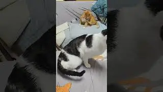 【八寶粥】同款大叔舔毛法 #貓咪#可愛#休閒#娛樂#