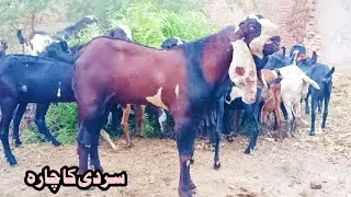 Sardi main Bkrion ka chara kon sa khilana chaiay