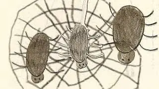 Die kleine Spinne Firlefanz - Firlefanz begegnet Tom dem Tr&ouml;pfchen
