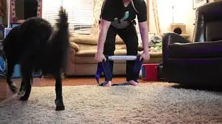 Boomstick BOR