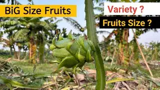 Big Size Fruits Plants | Variety ? | Fruits Size ? | My Field