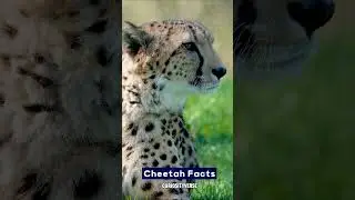 Exploring 10 Surprising Cheetah Facts: Speed, Hunting Techniques & Conservation Status#shorts