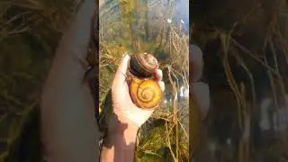 Most beautiful place SNAILS living - Big snails catching by hand  #naturelovers #snail #natural