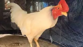 Meet Our Handsome Rooster! | Backyard Chicken Life