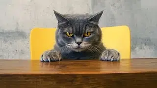 15 Funny Cat Photos Everyone Needs in Their Life