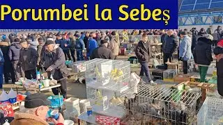 Targ porumbei Sebes 25.01.2025