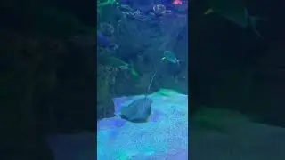 ✨💖this beautiful Stingray ✨