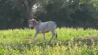 Top nagori oxbull🔰 @Nagoribulls #bull #cow #india #animals #oxraces #bullfarm #top #shorts #zoo #new