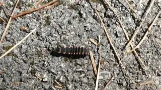 Zizare beltza - gusano negro (Bergara)