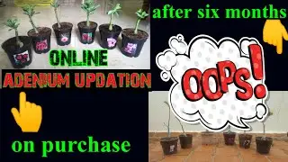 online adenium updation after six months | harvyora online plants | honest review