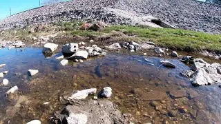 Huge LA River Carp