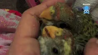 Pale Headed Rosella chicks:  Lady Chatterly and Sir Talksalot.