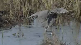 Reddish Egret