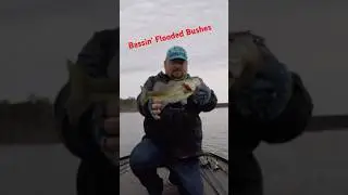 Bass Ambush Swim Jig in Flooded Bushes] Shallow Bite #cgwhackem #bassfishing #fishingshorts #swimjig