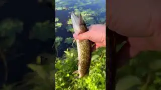 Fishing for Pickerel in Rhode Island #fishing #bassfishing #rhodeisland #letsfish #fish #fishinglife