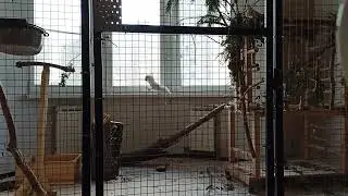 Зефирина патрулирует