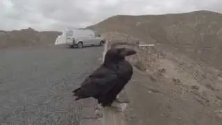 Fuerteventura zwarte raaf