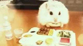 Happy Hamsters(by I LOVE HAMSTER)