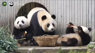 （1.13）跟着蓉姐看喜豆一家三口...奶妈分享喜豆趣事，喜欢坐外面的躺椅，就像一个人一根翘个二郎腿晒太阳